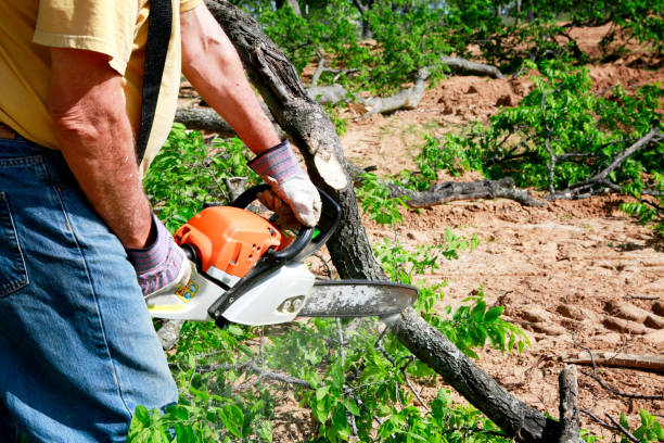 Best Dead Tree Removal  in Arroyo Seco, NM